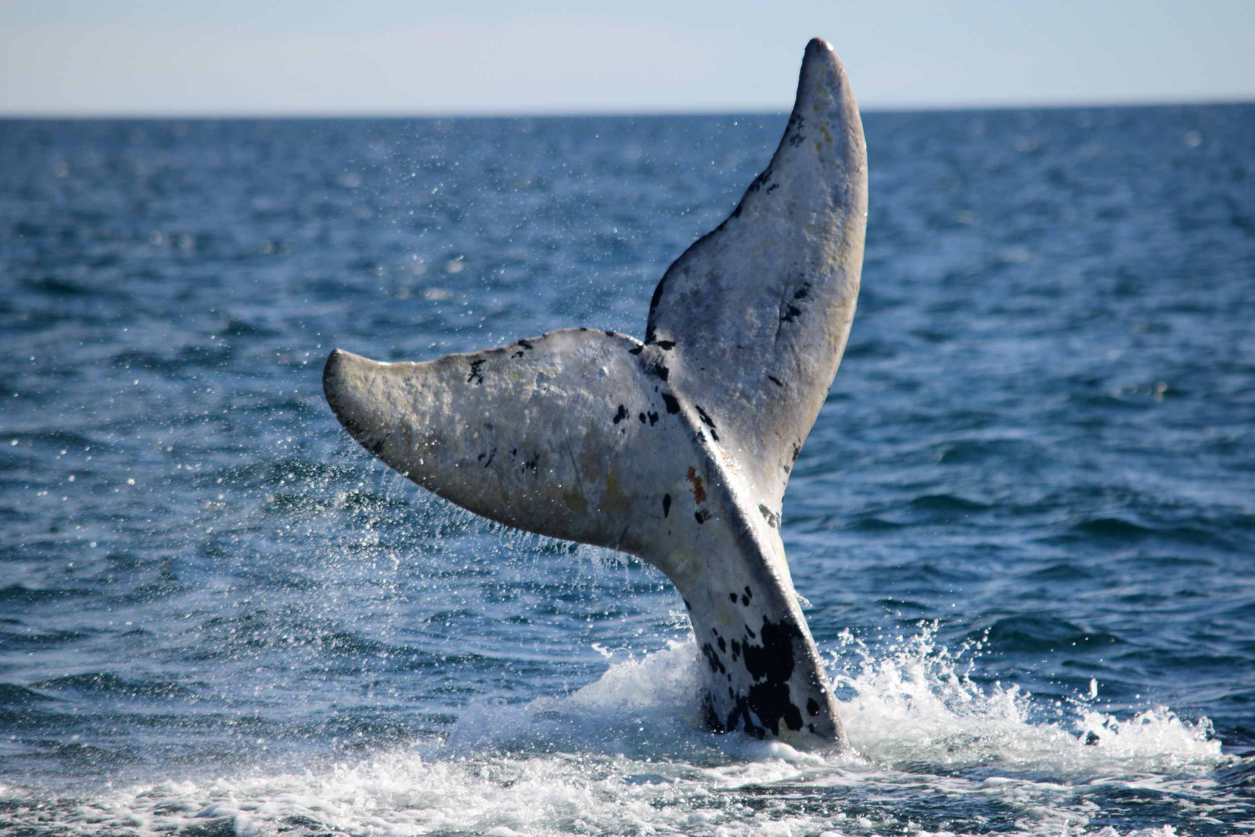 Kayaker Captures Insane Moment Intrigued Baby Whale Swims Up