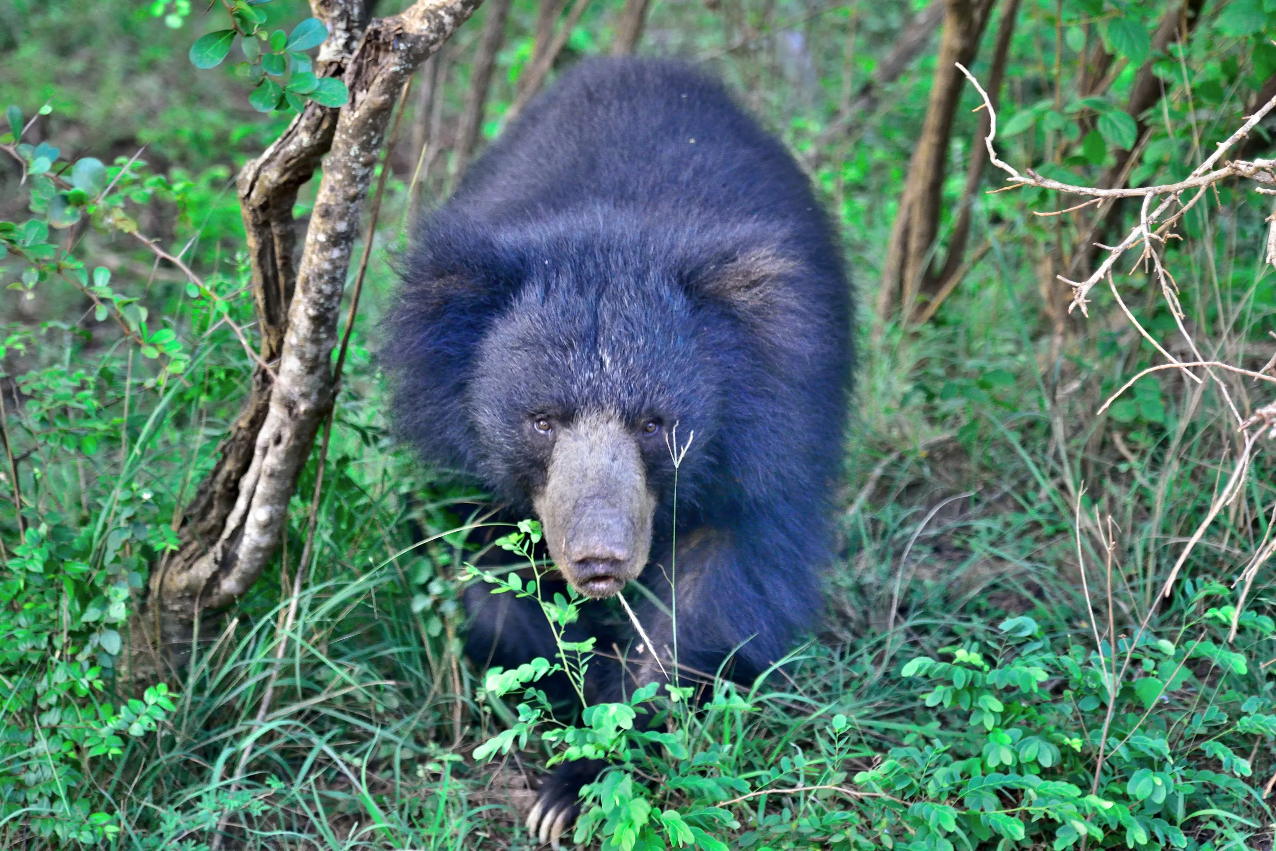 Bear Kills Three Before Being Beaten to Death by Angry Villagers - Vimarsana News