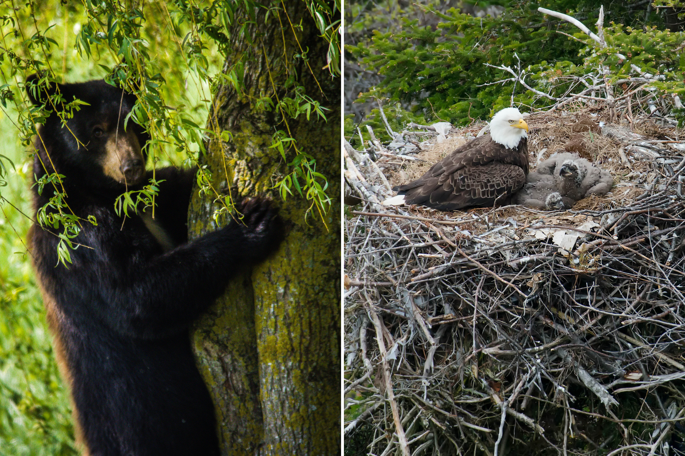 Incredible Footage of Bear Scaling Tree To Catch Eagle Viewed 2m Times