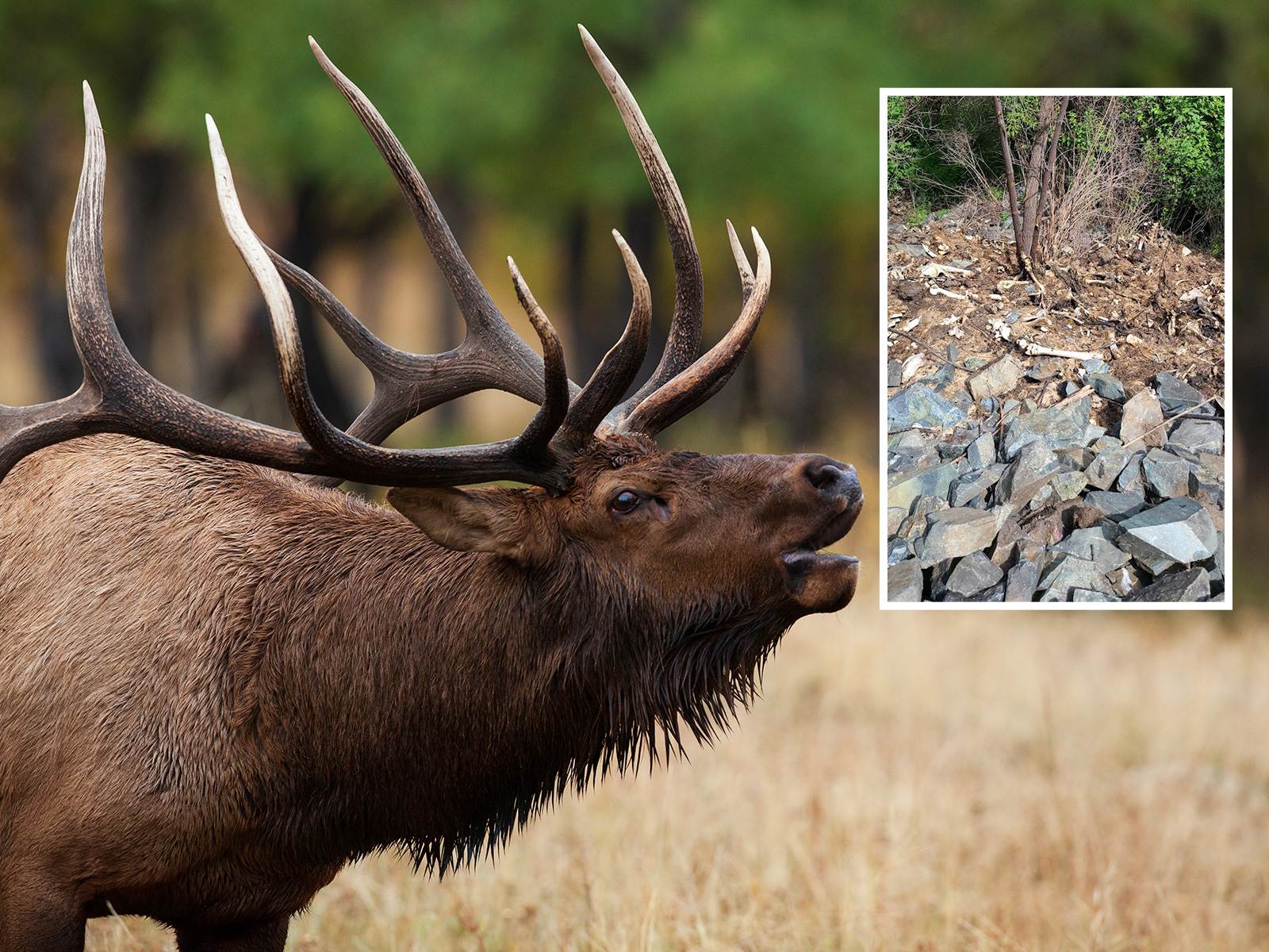 Elk boneyard found in Idaho contains skulls and broken antlers