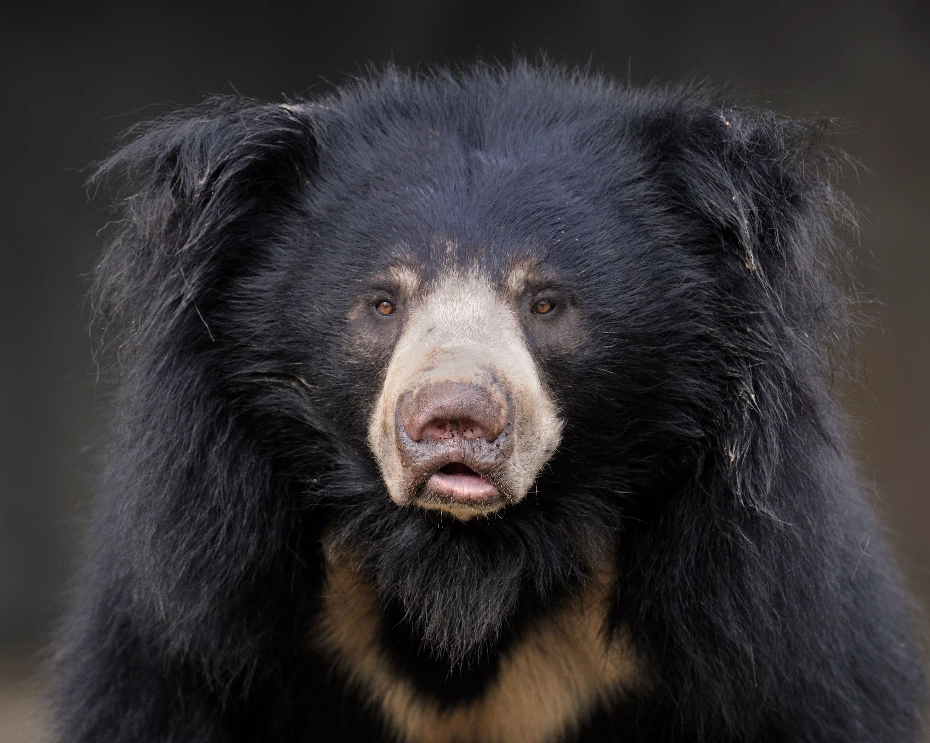 Why Killer Sloth Bears Became Hyper-Aggressive to Humans - Vimarsana News