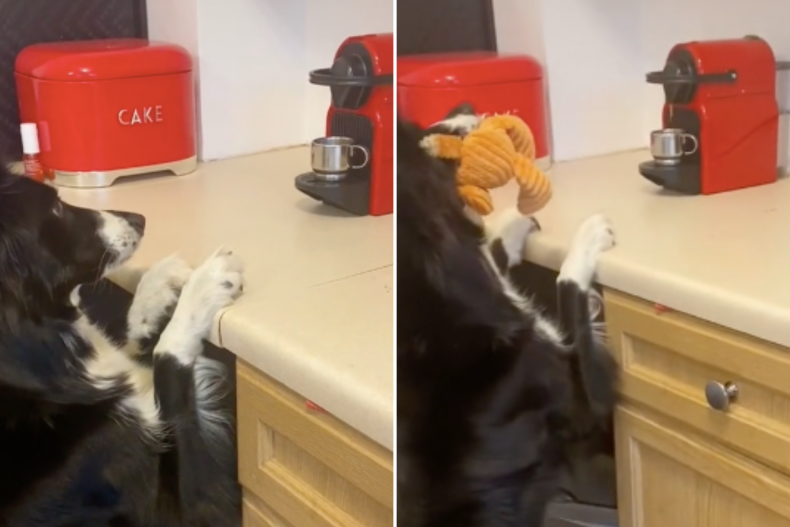 Elsa the coffee-loving dog