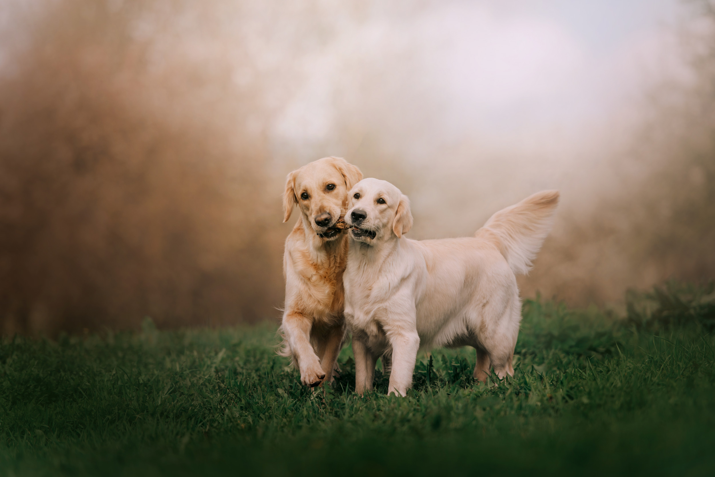 Two golden. Золотистый ретривер бежит. Лабрадор спасатель. Собака, золотистый ретривер, пес, бежит, Бегущий. У нас Европейский лабрадор.