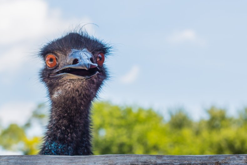 Emu looking at camera