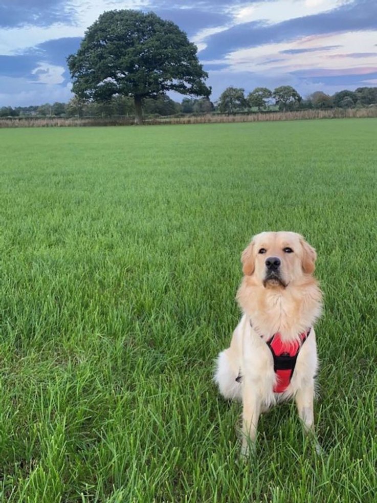 Gus the golden retriever