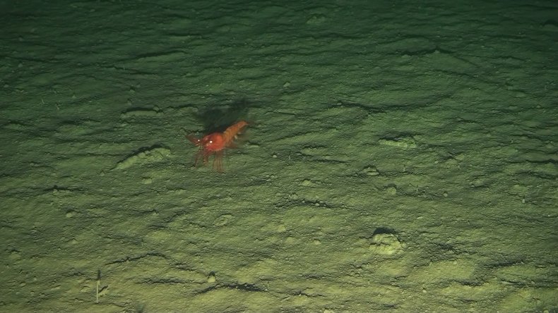 Deep-sea shrimp at bottom of ocean