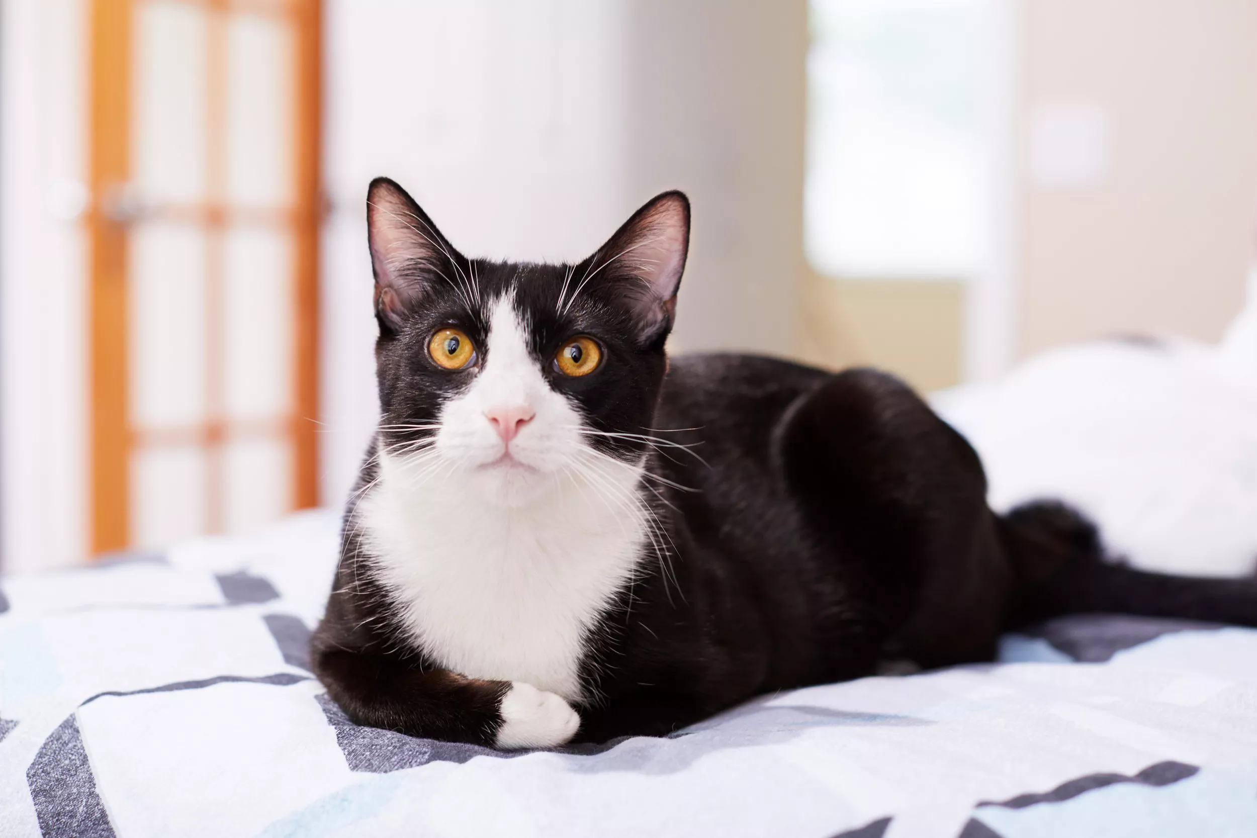 Junior the Coors Field Cat Gets a Forever Home, Furry Friend and New Name - Vimarsana News