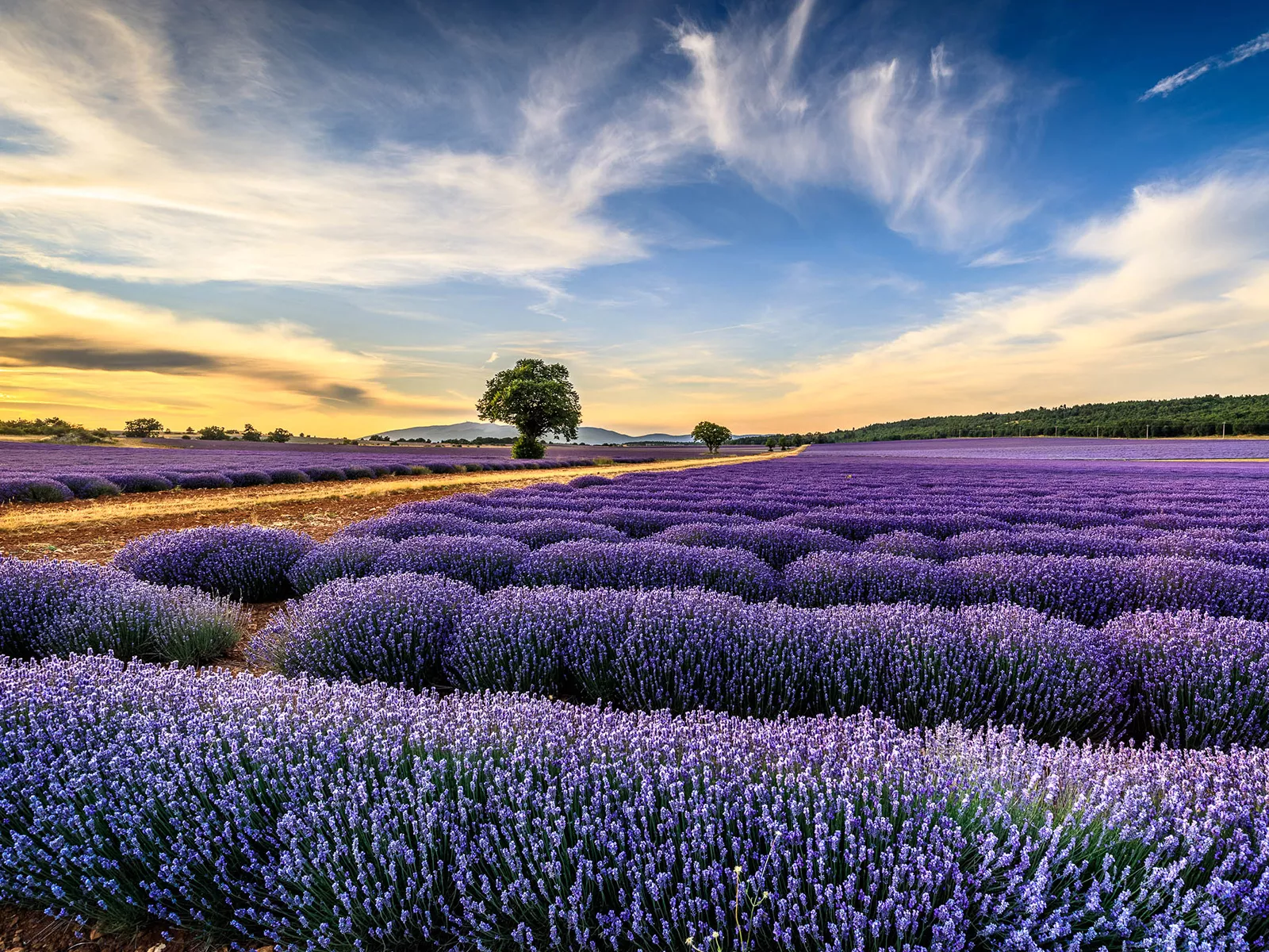Flower Festivals Blooming Around the World - Vimarsana News