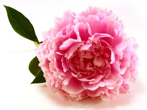 Card CUL Flowers Uncharted 04