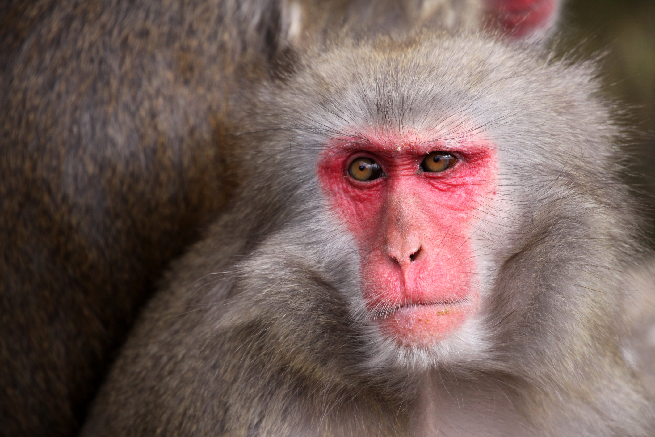 Menacing Monkey Moves into Abandoned House, Attacks Children and