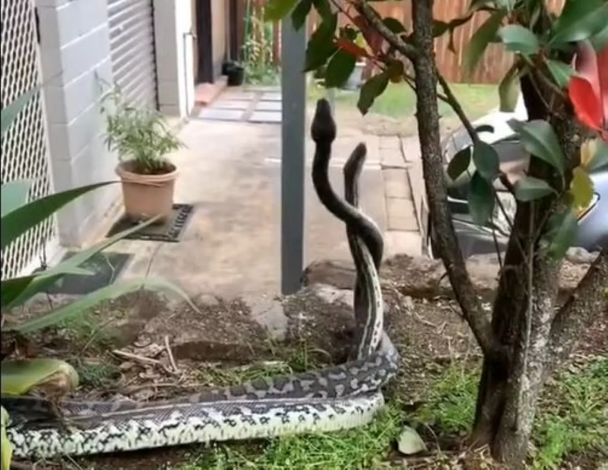 Giant Horny Pythons Filmed Fighting for Sex in Front Yard - Vimarsana News