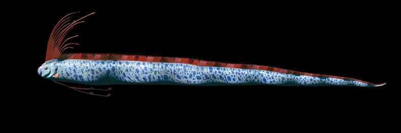 oarfish