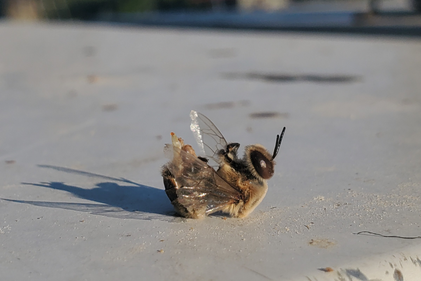 Bees Ejaculating Themselves to Death in Heat Waves: Viral Story Explained