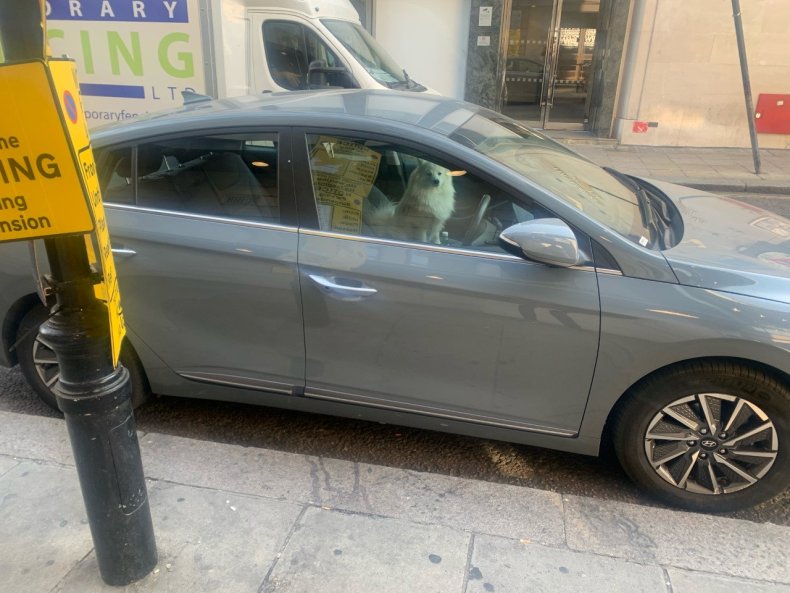 Dog trapped in car in London