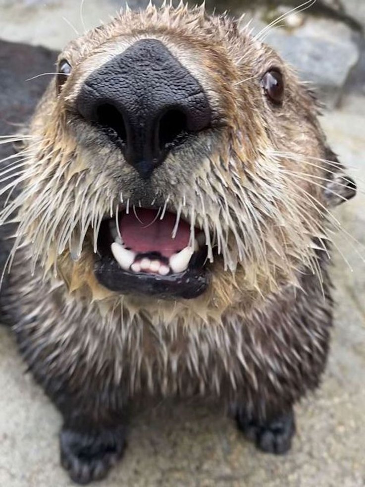 Hardy the sea otter at Vancouver Aquarium