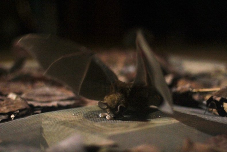 Bats remember sounds