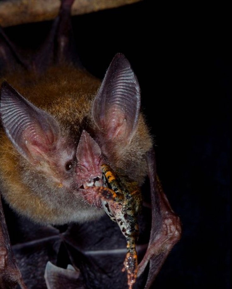 Frog-eating bat eats a frog