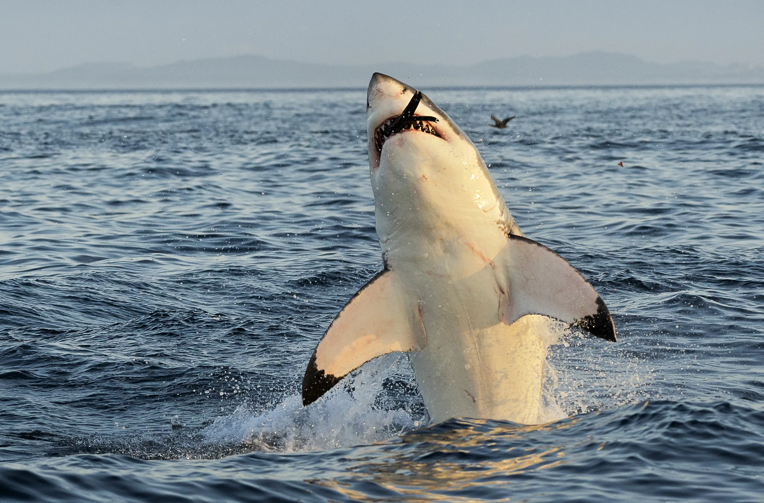 Ironbound the Great White Shark Tracked off Nova Scotia Shore - Vimarsana News