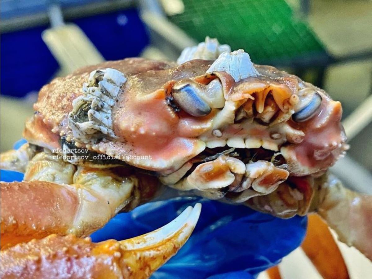 Crab With ‘Human Tooth’ That Terrified Web Defined