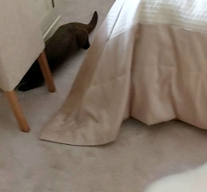 Otter under dresser