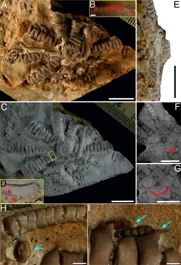 Ausichicrinites zelenskyyi fossil named after Zelensky
