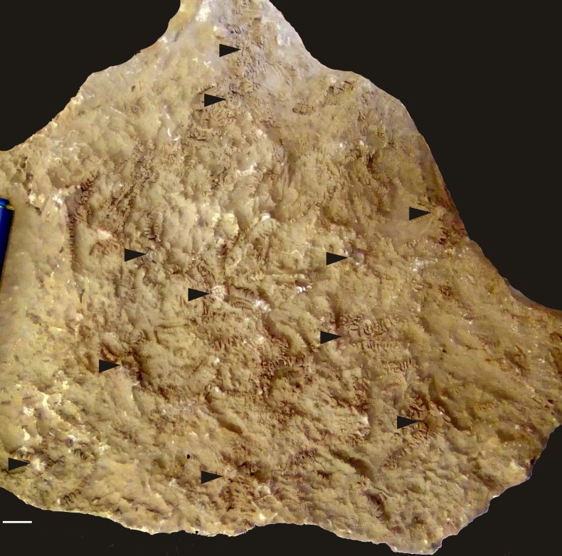 Ausichicrinites zelenskyyi fossil named after Zelensky