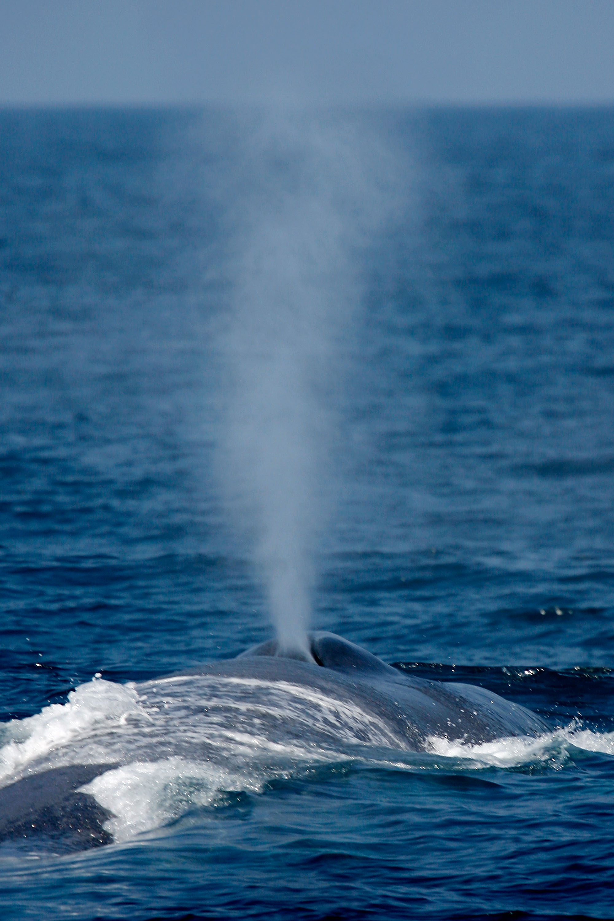 Songs of Rare Pygmy Blue Whales Picked Up By Nuclear Bomb Detectors