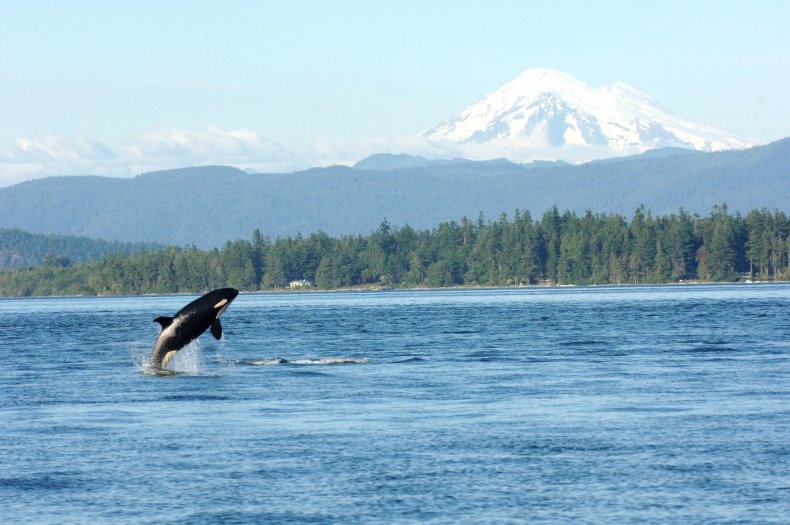 Orca Washington 