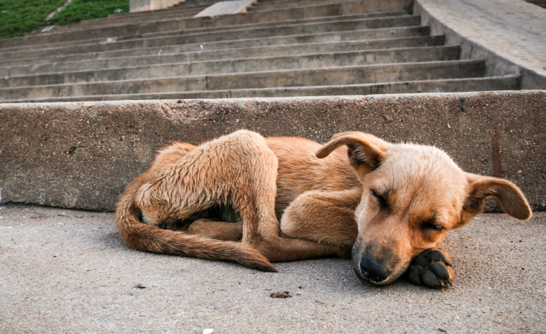 Five Puppies Found Dead Due to 'Blistering Heat' in Texas Five Puppies Found Dead Due to 'Blistering Heat' in Texas