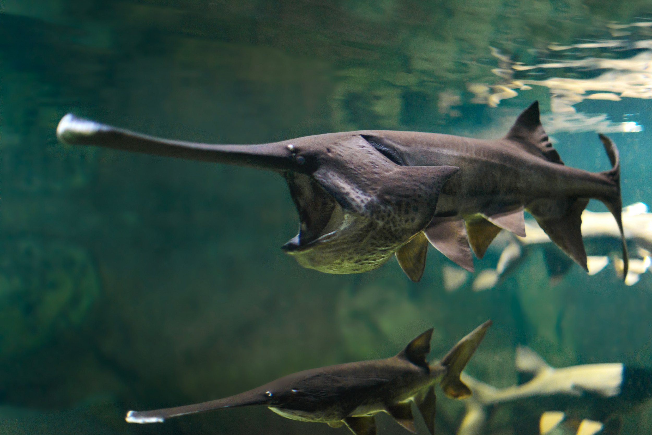 Chinese Paddlefish Officially Declared Extinct