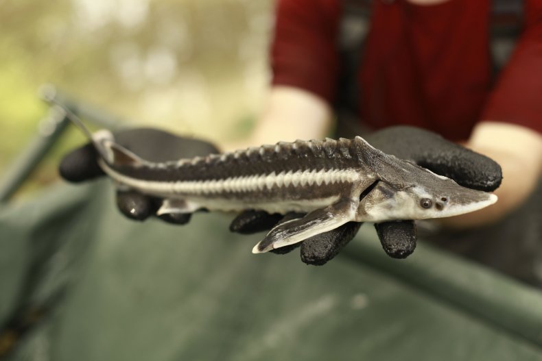 ship sturgeon