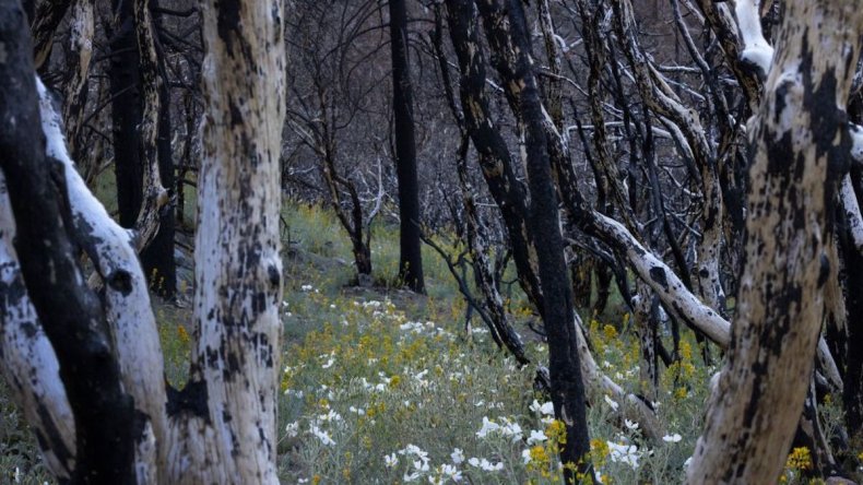 Prickly poppies in California