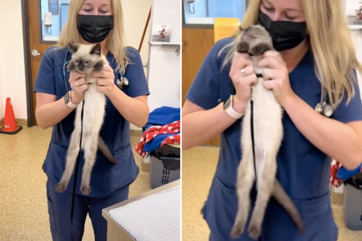 Vet's Unusual 'Dangle Test' To Check How Good Your Pet Is Goes Viral