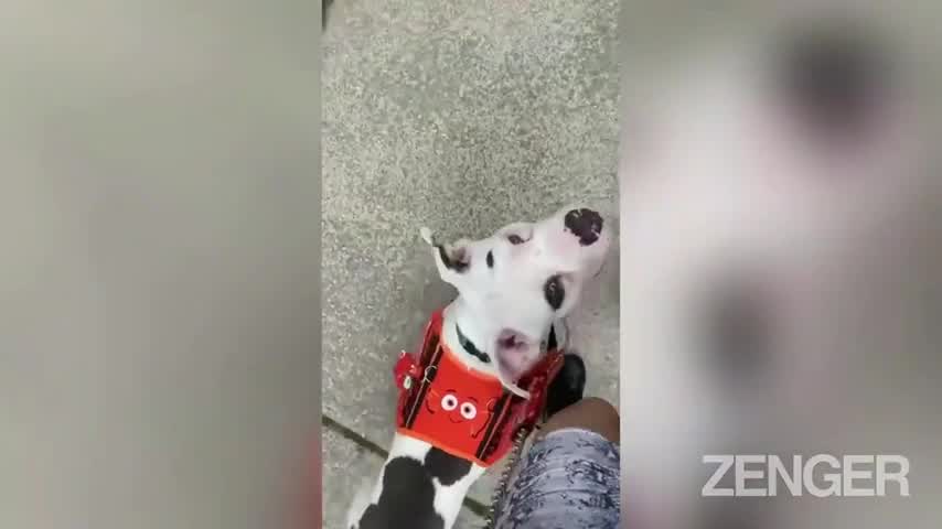 How Can I Get A Service Dog For Depression