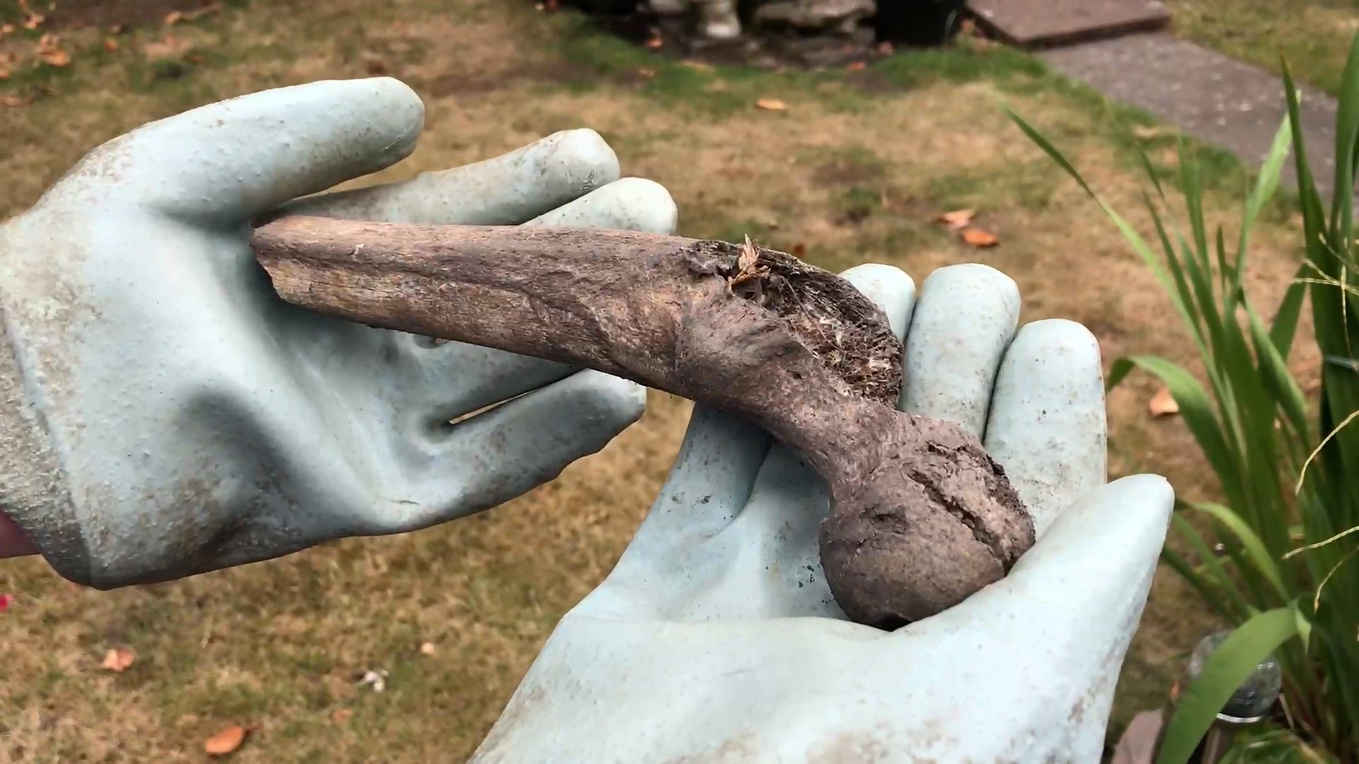 Grandma Spooked After Badgers Dig Up Human Bones, Dump Them in Her Yard