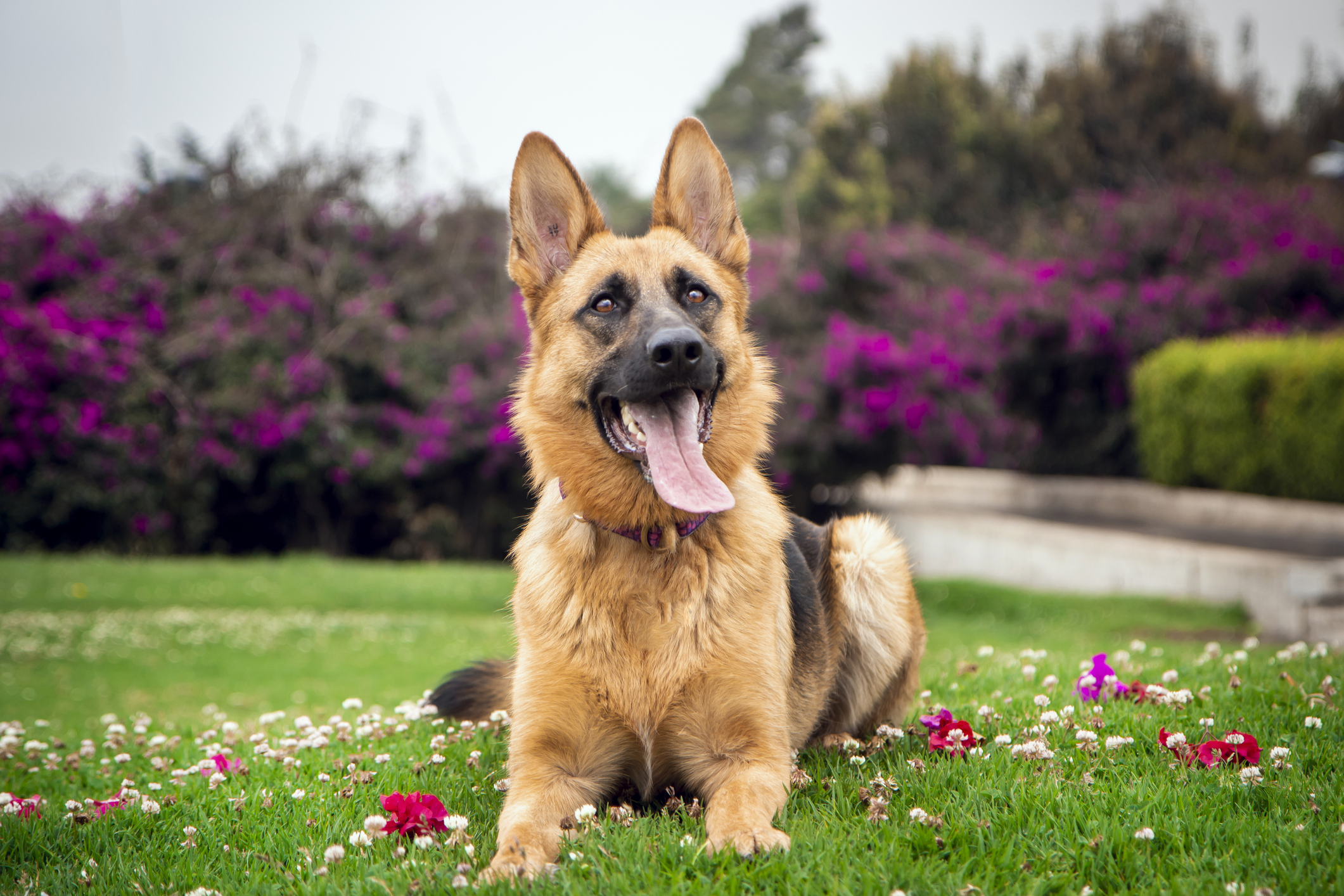 German Shepherd Using Baby Chair To Eat Due To Rare Illness Melts 