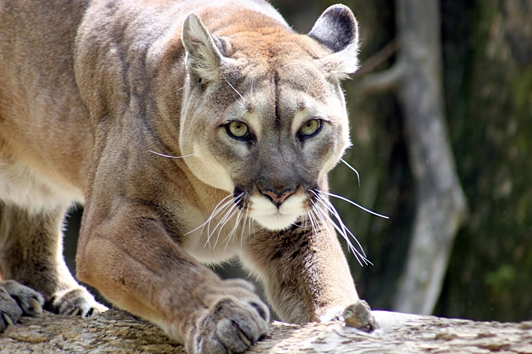 Mountain Lion Savages Family Dog in Backyard Moments After Kids Went Inside