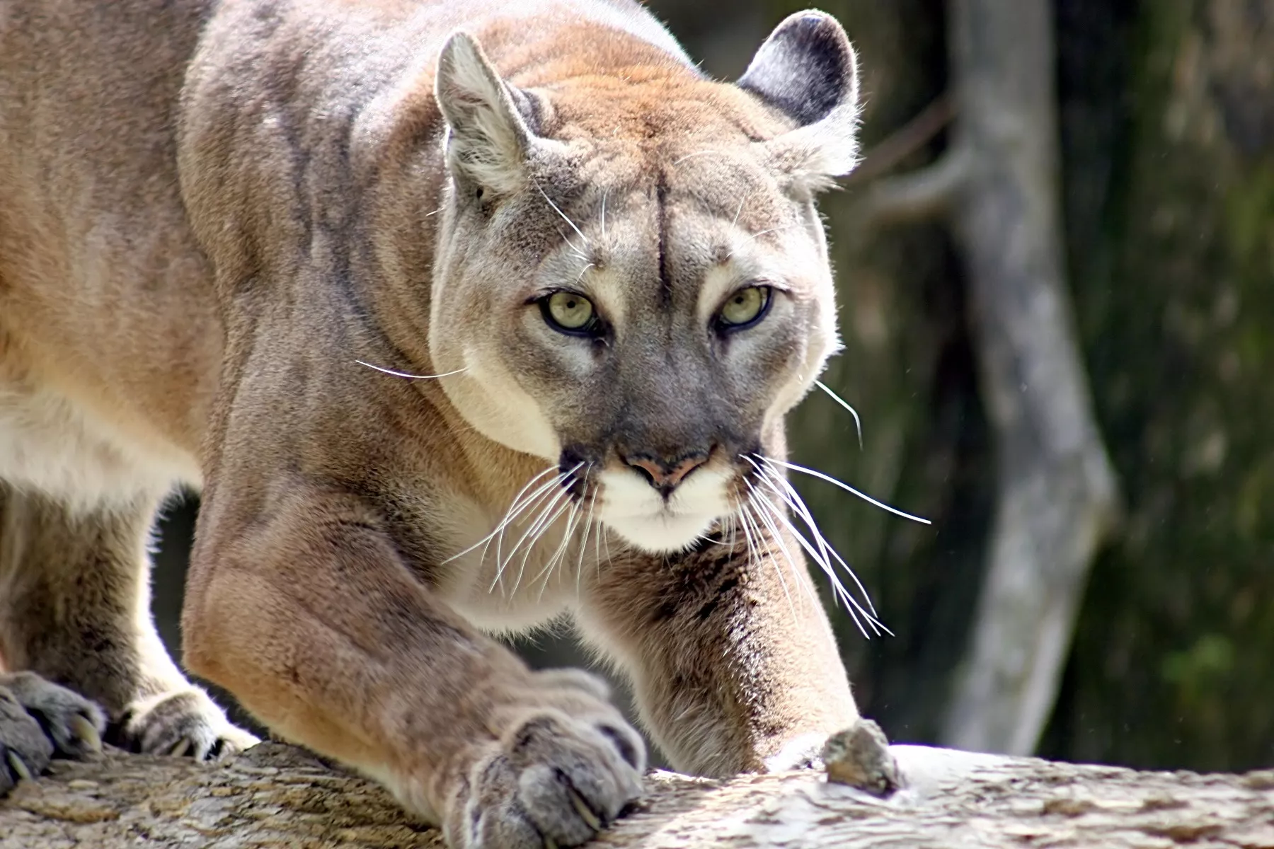 Mountain Lion Savages Family Dog in Backyard Moments After Kids Went Inside - Vimarsana News