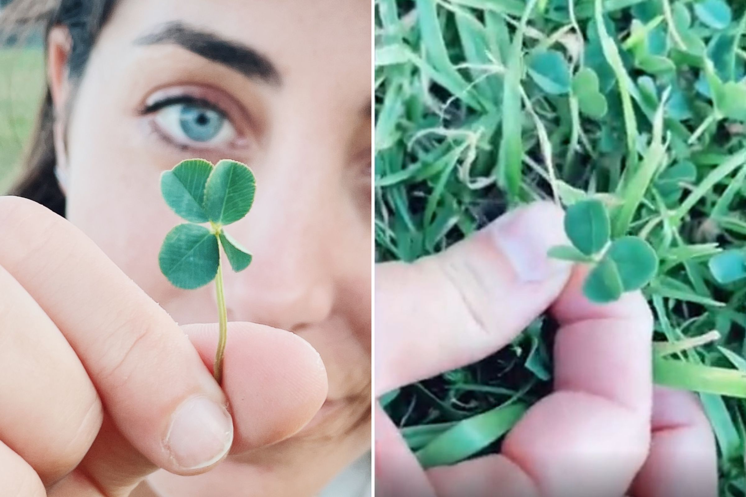 Woman in Disbelief After Finding Incredibly Rare Four-Leaf Clover