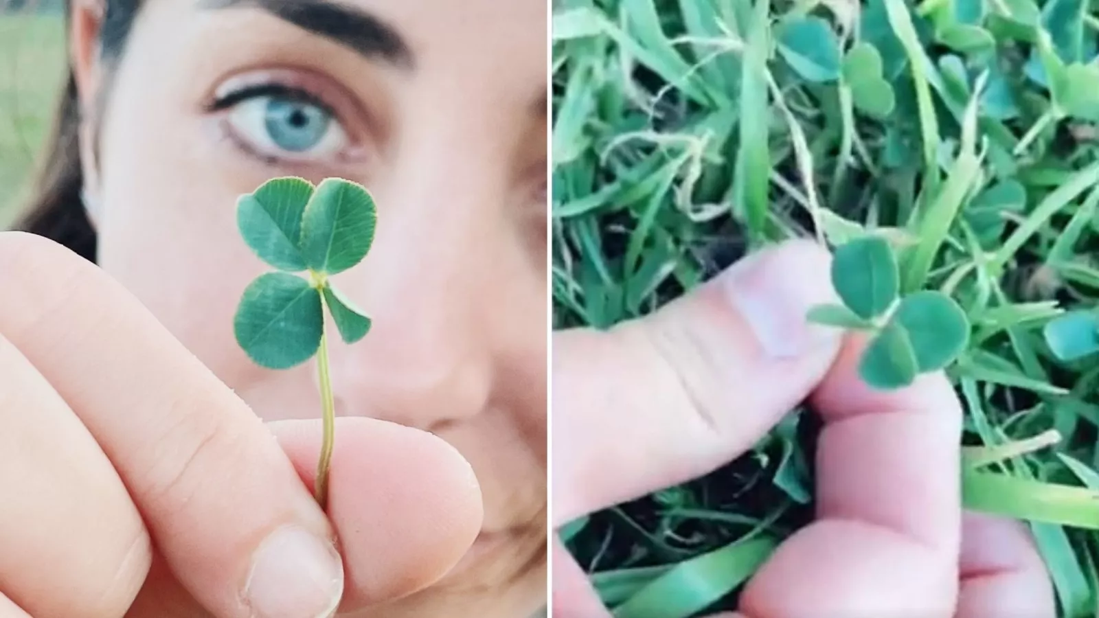 Woman in Disbelief After Finding Incredibly Rare Four-Leaf Clover: 'Luck