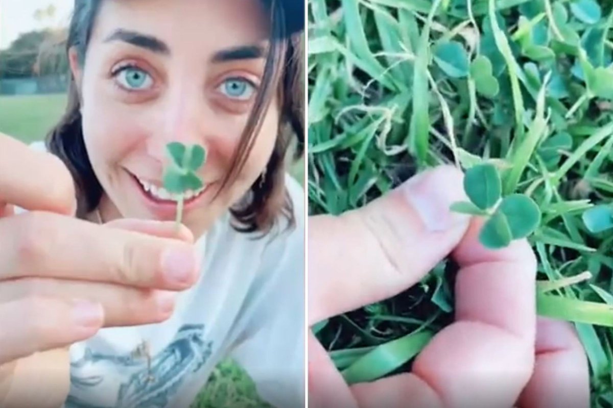 Discover the Luck Behind Four-Leaf Clovers and What to Do When You