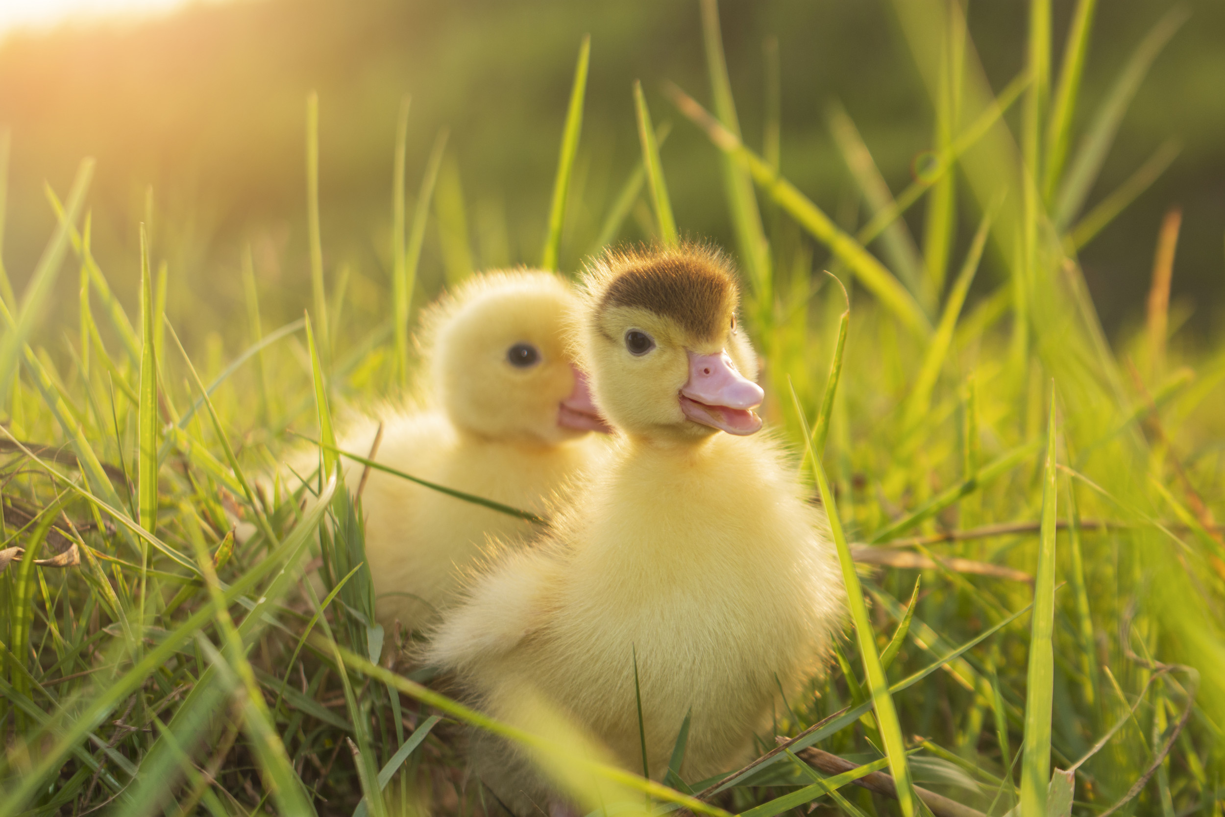 HOMEGROWN 101: Raising Ducks – Farm Aid