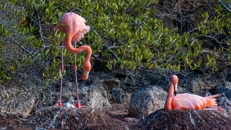 Flamingo birds Galapagos Islands