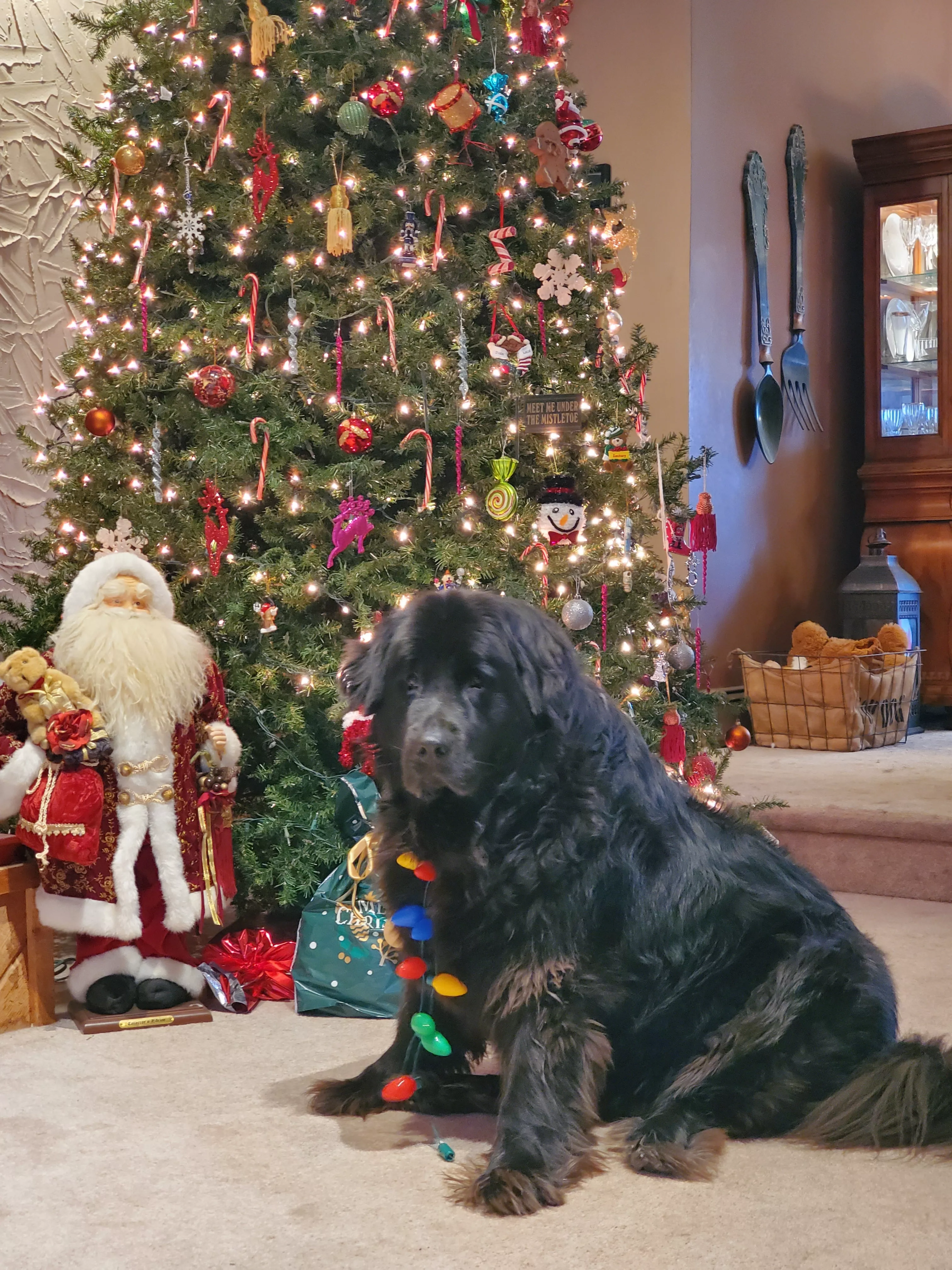 Dog Who Loves Early Morning Swims, Norman, Wins Pet of the Week - Vimarsana News