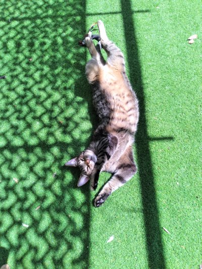 Mr. Stinky in the sun Mr. Stinky in the sun