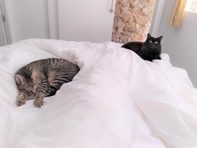 Mr. Stinky and Mrs. Fuzzy Mr. Stinky and Mrs. Fuzzy