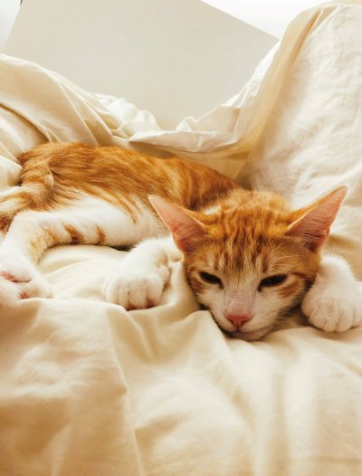 Floky the cat Floky the cat