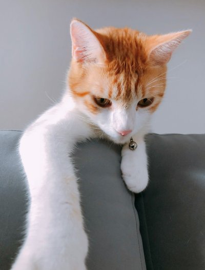Floky the cat Floky the cat