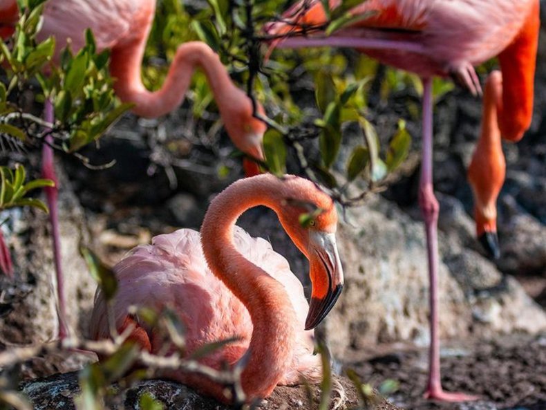 Bird flamingo