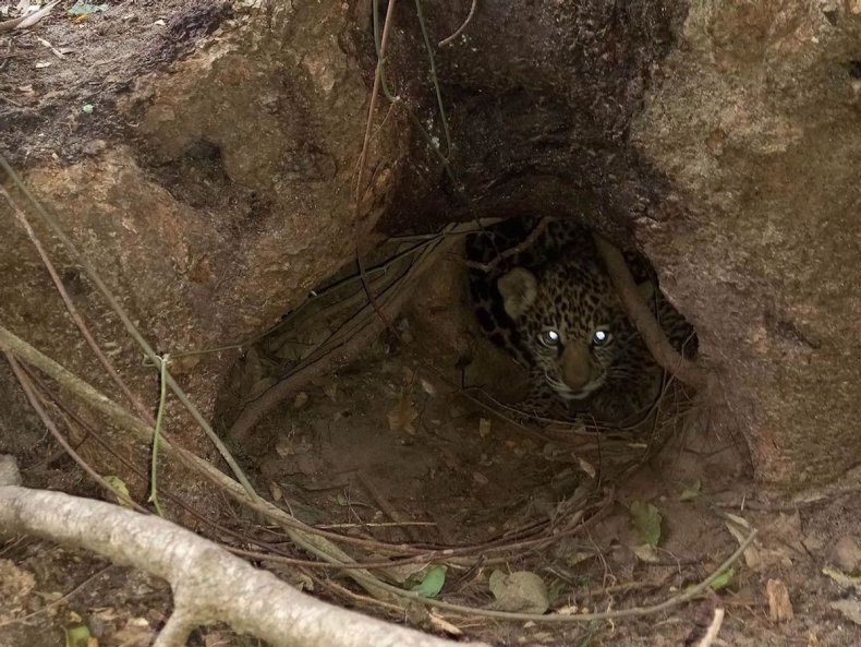 Jaguar cub in Argentine wild on camera